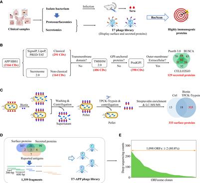 De novo identification of bacterial antigens of a clinical isolate by combining use of proteosurfaceomics, secretomics, and BacScan technologies